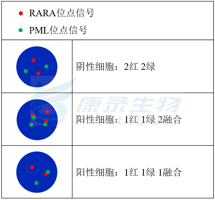 RARA(17q21)探针试剂(原位杂交法)-武汉康录生物技术股份有限公司