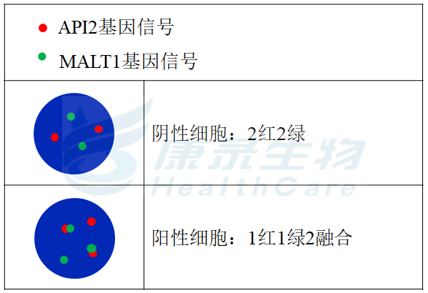 Muskn Api2 API2/MALT1 t(11;18)基因探针试剂(荧光原位杂交法)-武汉康录生物技术股份有限公司