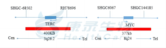 Terc Fish Test TERC(3q26)/MYC(8q24)基因扩增探针试剂(荧光原位杂交法)-武汉康录生物技术股份有限公司